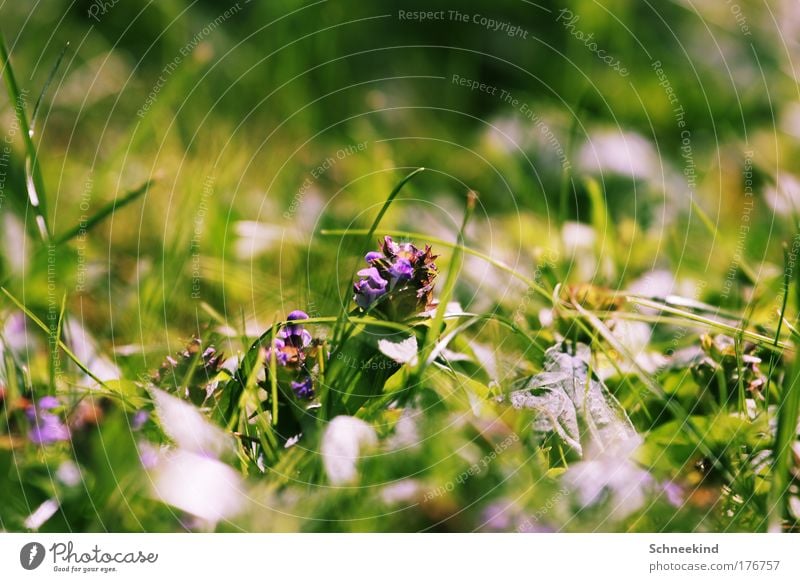 clover Colour photo Exterior shot Detail Deserted Copy Space top Copy Space bottom Day Shadow Sunlight Shallow depth of field Central perspective Environment