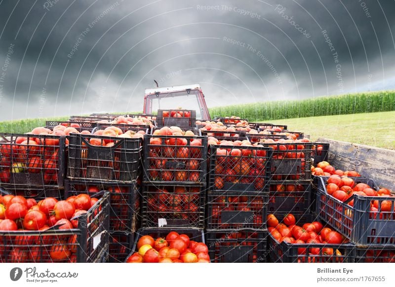 Let's go Food Vegetable Tomato Nutrition Work and employment Agriculture Forestry Logistics Tractor Field Movement Juicy Red Beginning Stress Target Farmer