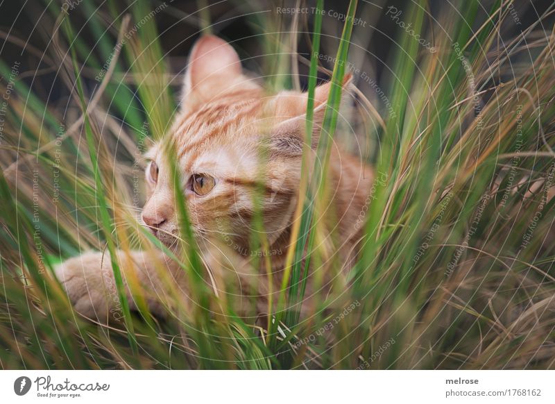 "lurk" Nature Summer Beautiful weather Plant Grass Foliage plant tall grasses Field Animal Pet Cat Animal face Pelt Paw Cat's ears Snout 1 Baby animal