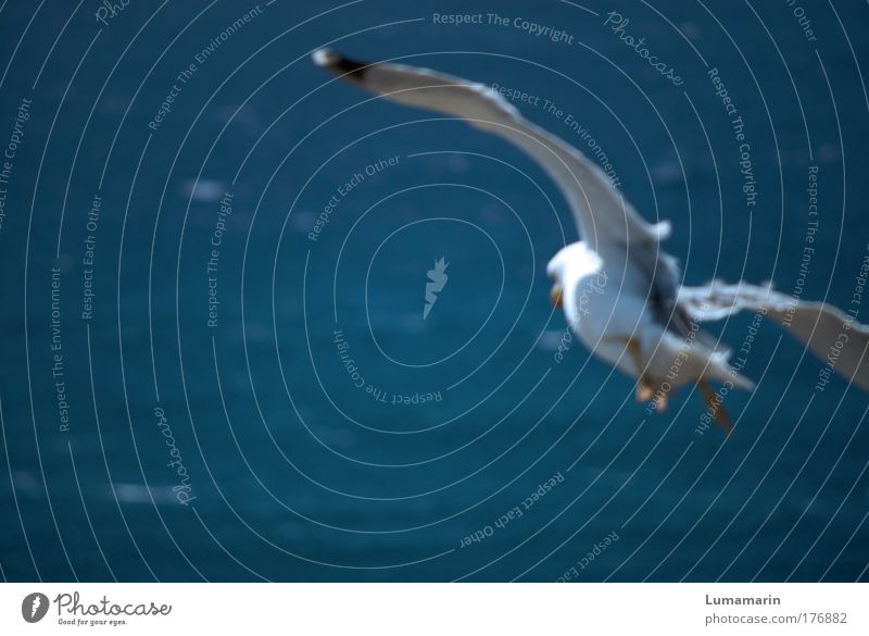 nosedive Landscape Air Water Summer Beautiful weather Wind Ocean Animal Wild animal Bird 1 Flying Free Fresh Infinity Above Blue White Moody