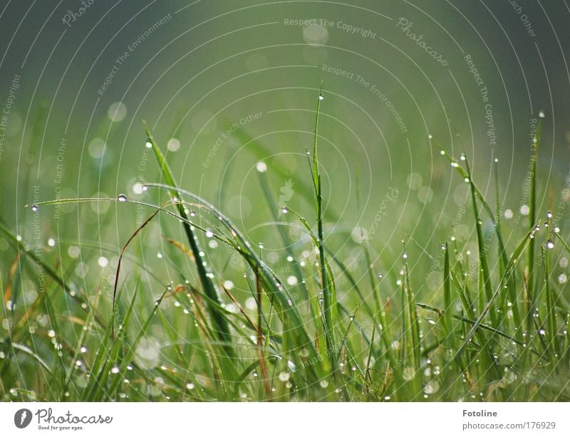 100 ... Dew drops in the morning Colour photo Exterior shot Deserted Morning Day Environment Nature Landscape Plant Spring Summer Grass Park Meadow Bright Wet