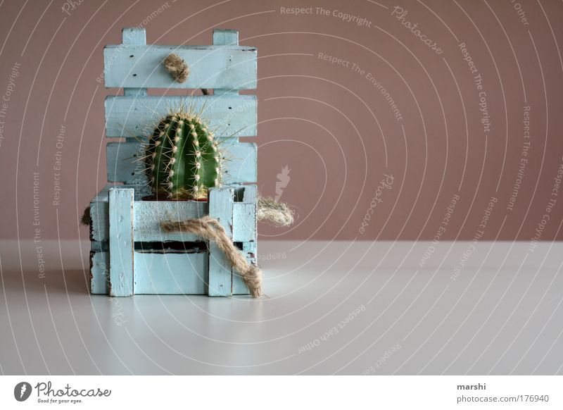 amazing* surprise Colour photo Interior shot Copy Space right Nature Plant Cactus Box Wood Old Blue Green Chest String Thorn Pierce Gift Containers and vessels