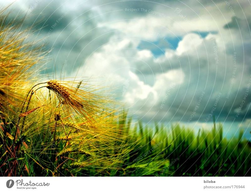 Golden ears of corn at the edge of a cornfield before a thunderstorm Ear of corn spike Grain Cornfield golden Grain field Thunder and lightning Gale