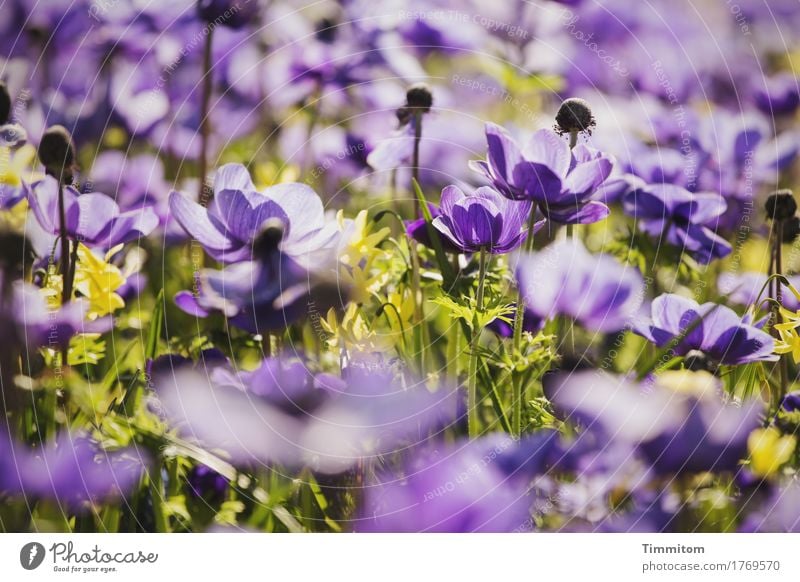 Some flowers. Plant Flower Blossom Blossoming Natural Green Violet Emotions Nature Flowerbed Colour photo Exterior shot Deserted Day Shallow depth of field