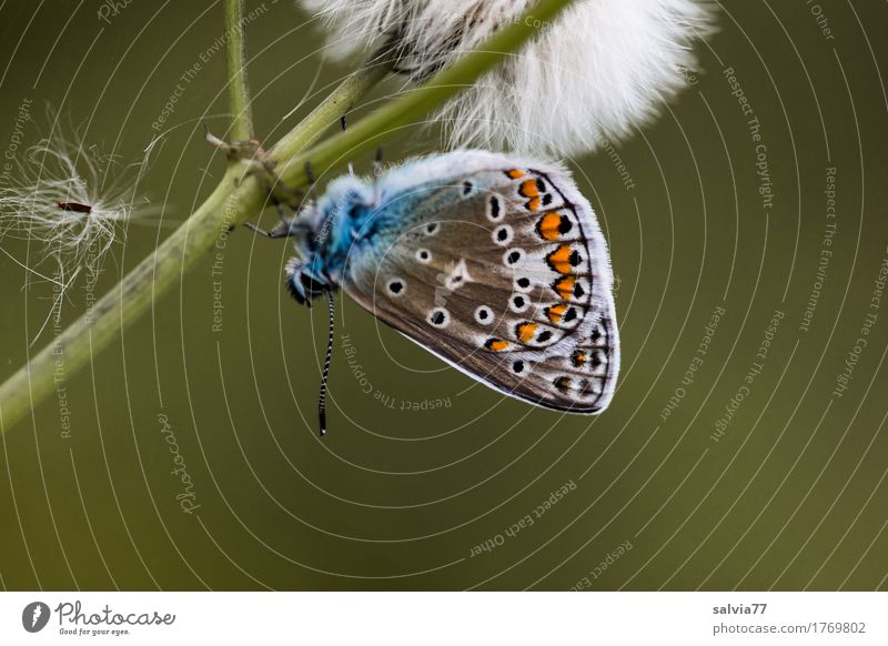 upside down Environment Nature Plant Animal Summer Blossom Wild plant Seed Stalk Wild animal Butterfly Wing Insect Polyommatinae 1 Faded Esthetic Natural Blue