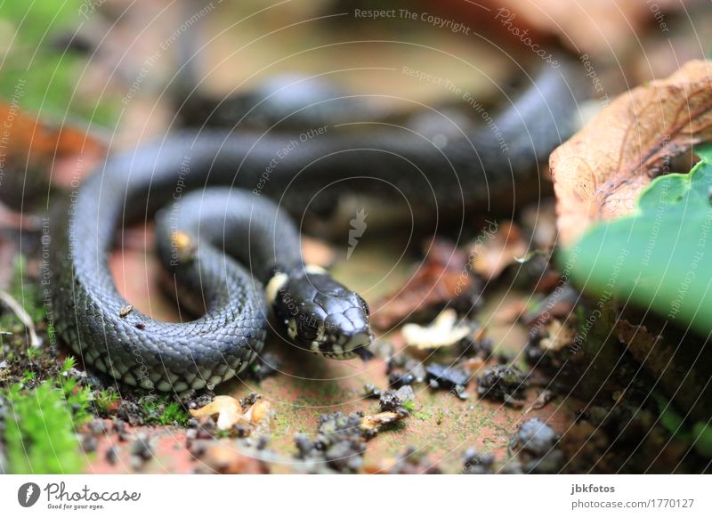 Zzzzzzz Environment Nature Animal Wild animal Snake Ring-snake 1 Baby animal Exotic Creepy Astute Muscular Speed Crawl Tongue To feed Foraging Reptiles Leaf