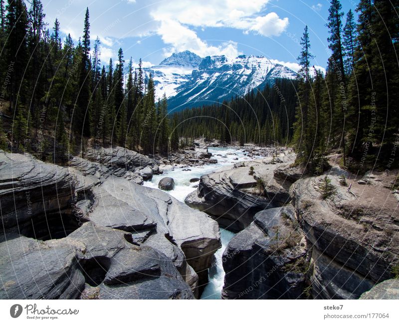 Soft rinsed Landscape Summer Beautiful weather Forest Rock Mountain Peak Snowcapped peak Canyon River Loneliness Relaxation Idyll Nature Large Canada