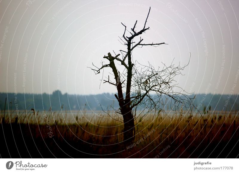 Tree at the Bodden Colour photo Exterior shot Environment Nature Landscape Plant Grass Meadow Coast Lakeside Growth Dark Natural Moody Romance Calm Death