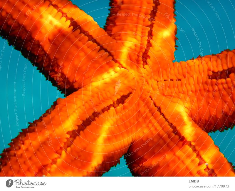 *starlets* Environment Nature Beach Bay Reef Ocean Animal 1 Blue Orange Star (Symbol) Starfish Light Underwater photo Marine animal Colour photo Close-up Detail