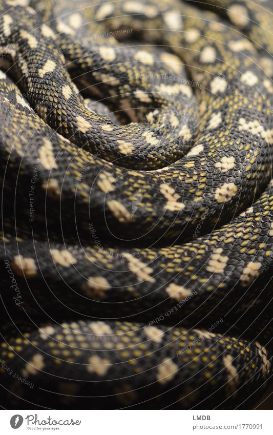 snake loop Animal Wild animal Snake Yellow Gold Black Terrarium Snake skin Snakeskin Wavy grain Pattern Scales Wiggly line Loop Spiral Rotated Fear Exotic