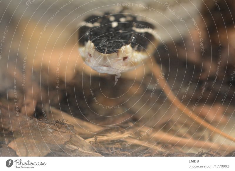 snakeshower Animal Wild animal Snake 1 Black Button eyes Curiosity Observe Scales Terrarium Fear Looking Exotic Colour photo Close-up Copy Space bottom
