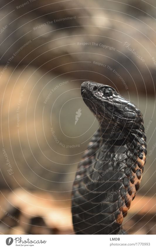 king cobra Animal Wild animal Snake Animal face Scales 1 Exotic Black Cobra Head Eyes Tension Sublime Pride Noble Arrogant Colour photo Subdued colour Detail