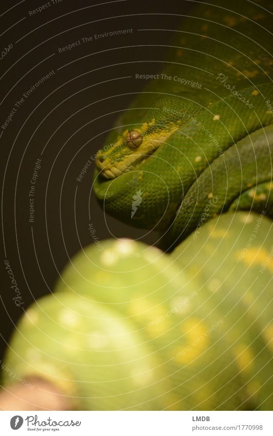 Snake green Animal 1 Exotic Green Coil Wound up Break Rest Stationary Scales Eyes Terrarium Colour photo Detail Copy Space left Copy Space bottom Blur