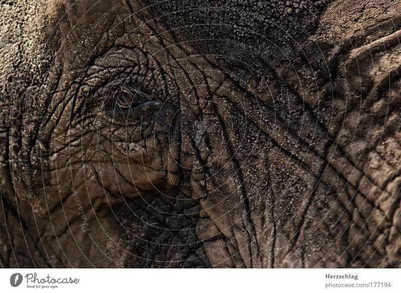 magical elephant eye Colour photo Exterior shot Pattern Structures and shapes Contrast Deep depth of field Animal portrait Looking into the camera Zoo Elephant