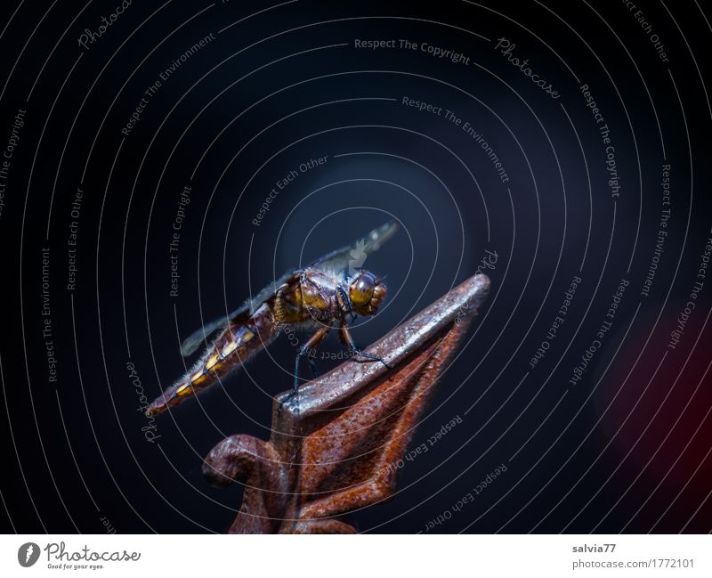 top position Environment Animal Wild animal Wing Dragonfly Dragonfly wings Insect 1 Steel Rust Observe To enjoy Hunting Esthetic Above Point Attentive