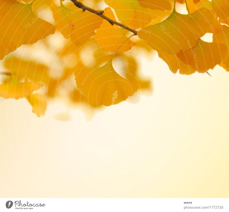 Autumn ginko leaves Nature Plant Tree Leaf Esthetic Friendliness Glittering Bright Yellow Gold biloba flora and fauna Ginko ginkgoaceae ginkgoales Autumn leaves