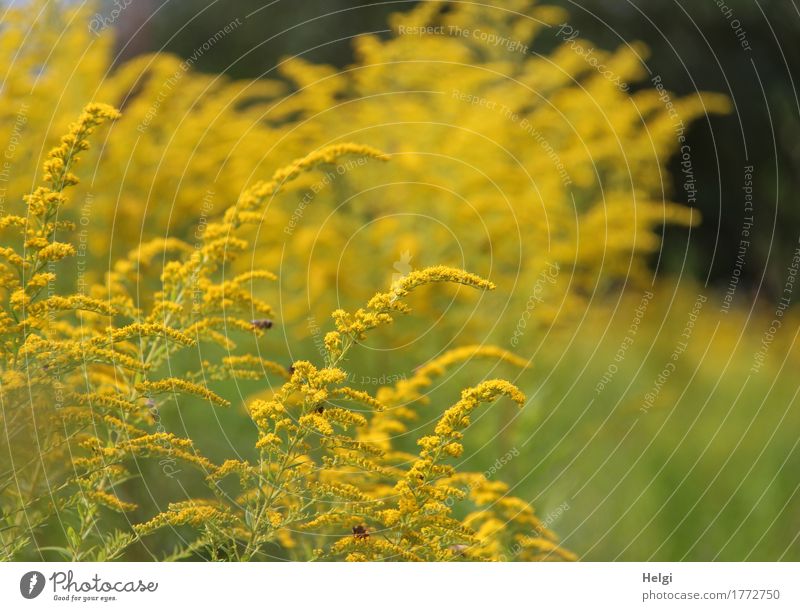 Sound, it's humming and humming. Environment Nature Plant Summer Beautiful weather Flower Blossom Solidago canadensis Garden Blossoming Stand Growth Fragrance