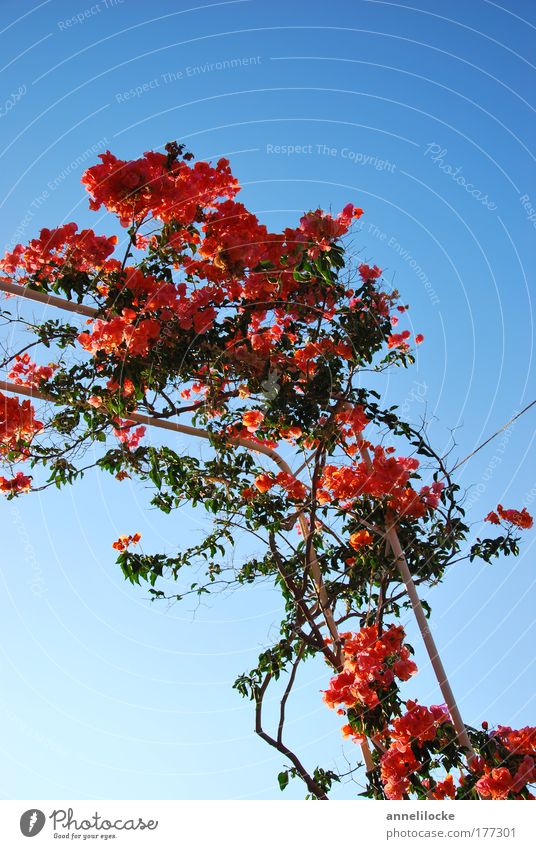 bouganville Colour photo Exterior shot Copy Space top Neutral Background Morning Day Sunlight Nature Plant Sky Cloudless sky Summer Beautiful weather Flower