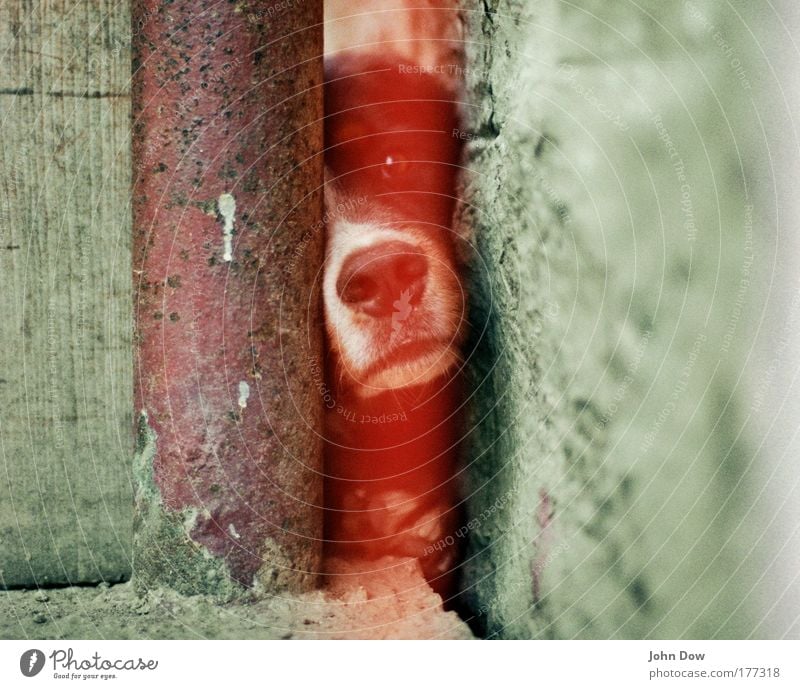 The dog sees red! Experimental Blur Animal portrait Eastern Europe Wall (barrier) Wall (building) Facade Farm Pet Dog Animal face 1 Observe Curiosity Cute Red