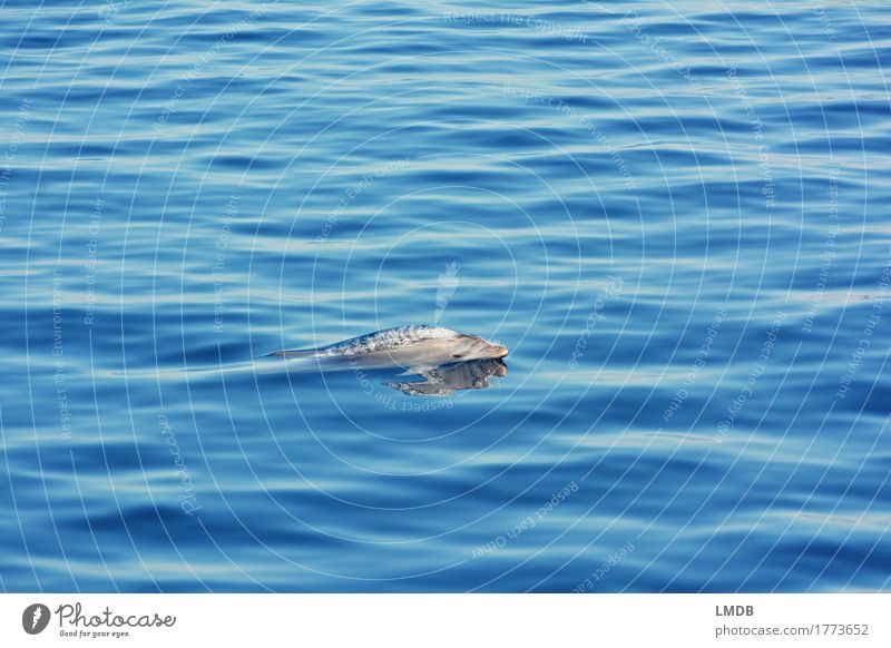 dolphin Stop Motion 1 Environment Nature Waves Ocean Animal Wild animal Dolphin Swimming & Bathing Dive Elegant Free Blue Joy Happiness Joie de vivre (Vitality)