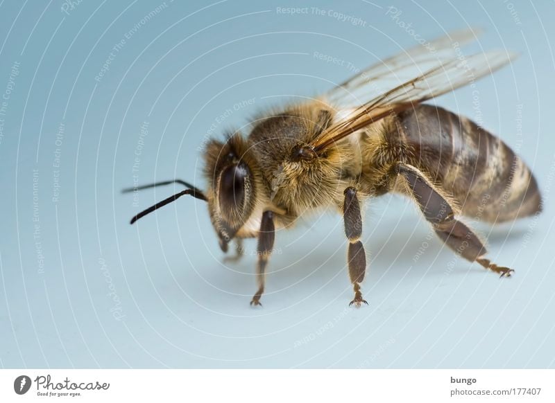 apis mellifera Colour photo Studio shot Macro (Extreme close-up) Copy Space left Artificial light Worm's-eye view Animal portrait Wild animal Bee Insect