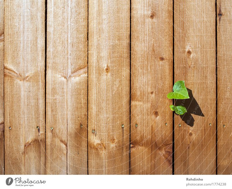 breakthrough Summer Plant Ivy Wall (barrier) Wall (building) Wood Uniqueness Brown Yellow Green Optimism Wooden board Column Cervasse Breach Freedom Power Line