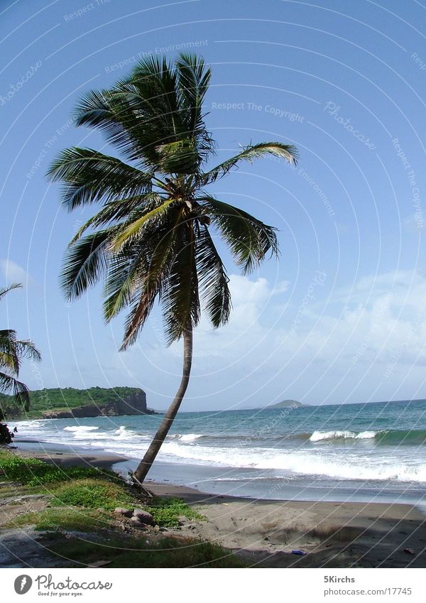 The perfect palm tree Ocean Beach Palm tree Tobago Lesser Antilles Vacation & Travel Wind