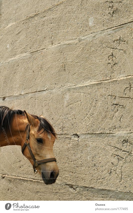 horse Horse Head Horse's head Animal Mammal Pelt Mane Crockery Halter Wall (building) Wall (barrier) Concrete Cement Gray Portrait format Copy Space top