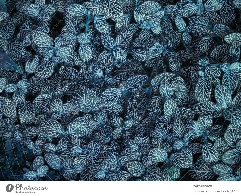 carpet of leaves Plant Leaf Foliage plant Exotic Esthetic Exceptional Hip & trendy Soft Blue Black Turquoise Calm Dream Elegant Contentment Creativity Nature