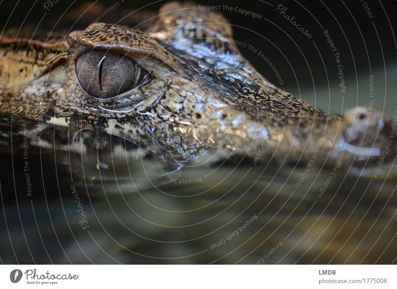 Crocodile - III Animal Water Wild animal Scales 1 Threat Exotic Dangerous Alligator Reptiles Observe Fear Disgust Pupil Water reflection Colour photo Close-up