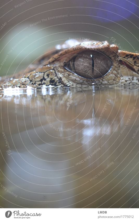 Crocodile - IV Environment Animal Water Wild animal Scales Zoo 1 Exotic Pupil Alligator Threat Observe Reptiles Colour photo Detail Copy Space top