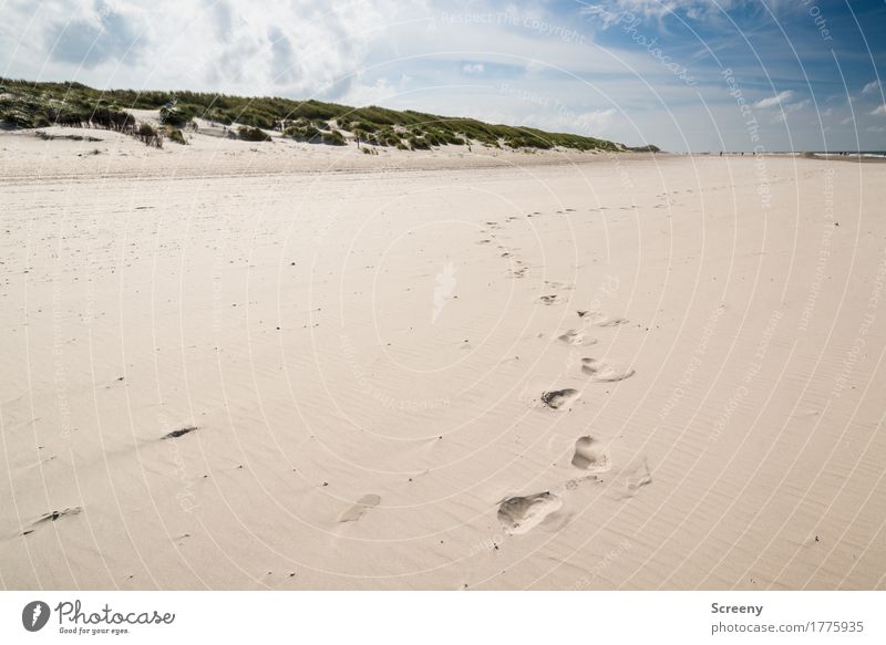 sandpiper Vacation & Travel Tourism Trip Adventure Far-off places Freedom Summer Summer vacation Sun Beach Ocean Island Hiking Nature Landscape Sand Sky Clouds