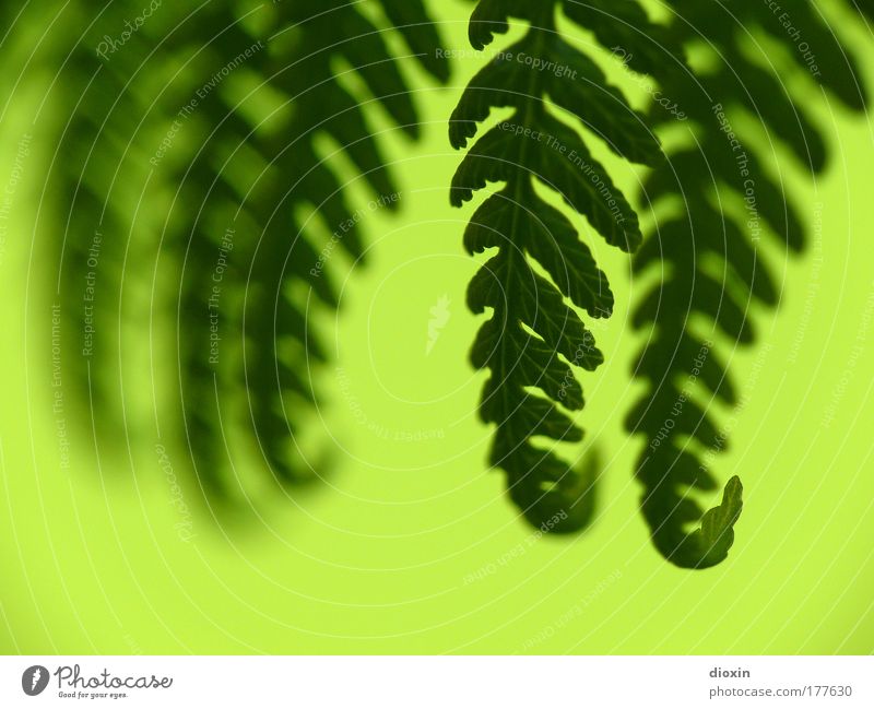 fern-off Colour photo Close-up Detail Deserted Copy Space left Copy Space bottom Silhouette Blur Shallow depth of field Harmonious Well-being Calm Environment
