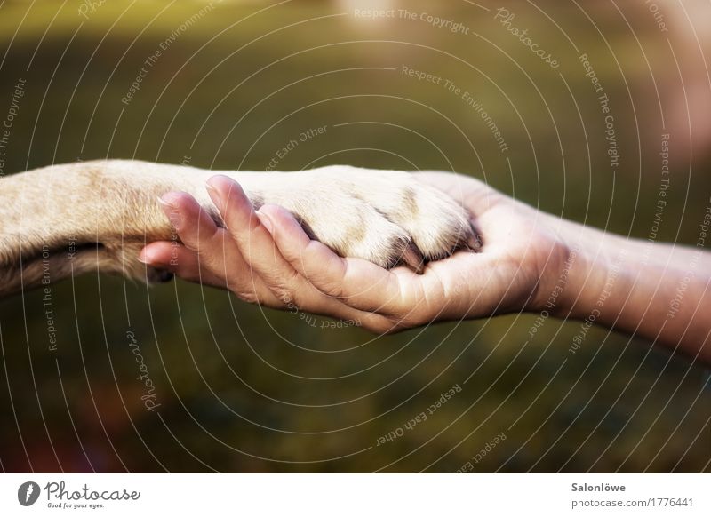 friends Calm Human being Friendship Hand Environment Nature Animal Dog Sign To hold on Communicate Embrace Happy Infinity Emotions Power Trust Sympathy Together