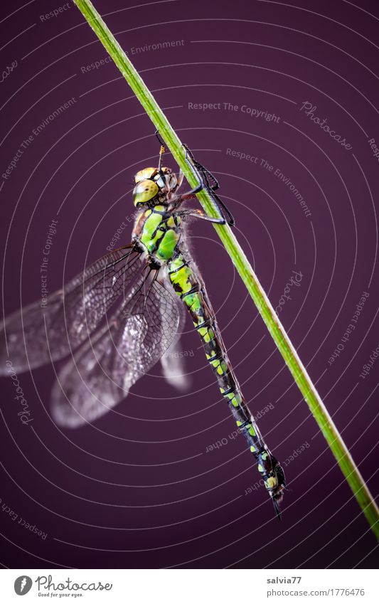 keep one's composure Nature Animal Stalk Bog Marsh Wing Insect Dragonfly wings Big dragonfly 1 To hold on Green Esthetic Power Blue-green Mosaic Maidenfly