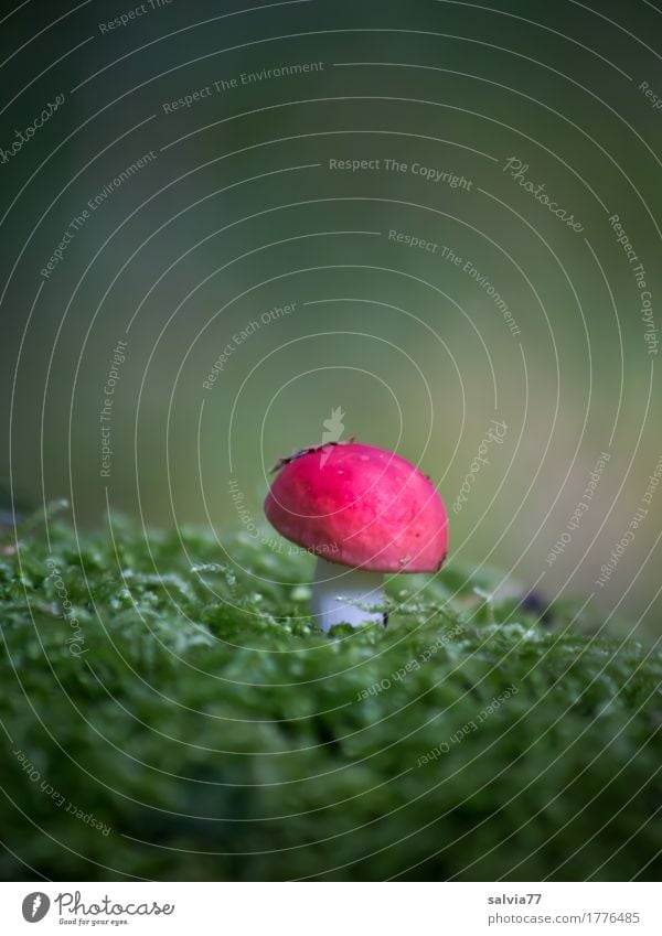 red dwarf Environment Nature Plant Earth Autumn Moss Mushroom Forest Illuminate Growth Natural Green Red Calm Loneliness Idyll Center point Contrast Dwarf
