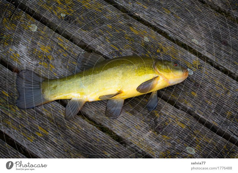 tench Fishing (Angle) Animal Lake Wild animal Scales freshwater fish 1 Wood Fresh Wet Slimy Yellow Gray Green Good luck fishing! Footbridge Chopping board