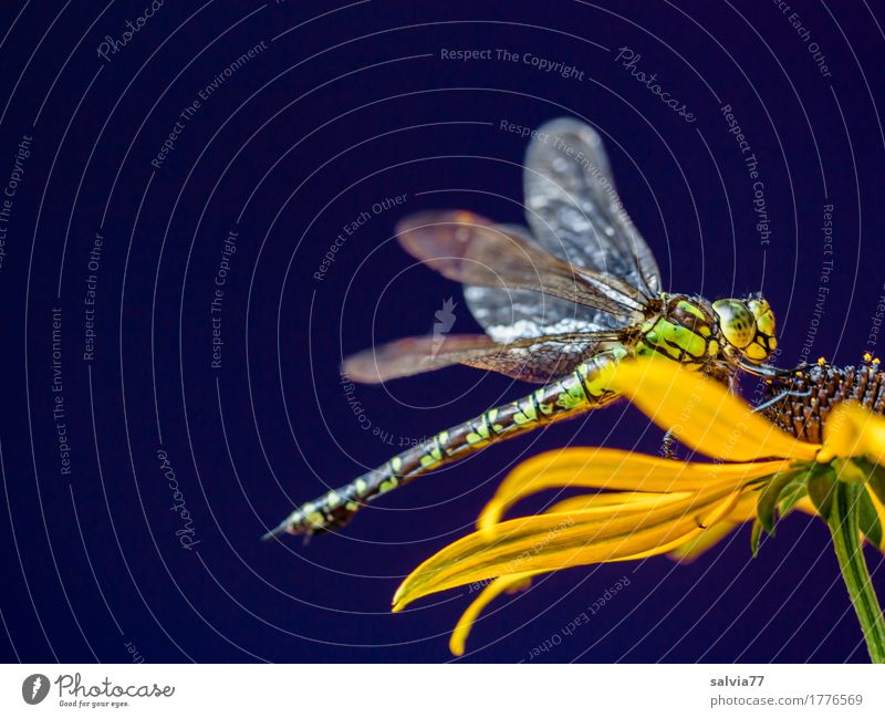 Blue-green Mosaic Maidenfly Nature Flower Blossom Sunhat Animal Wing Dragonfly wings Big dragonfly Insect 1 Blossoming Yellow Green Black Contrast Colour photo