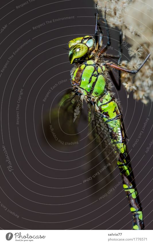 Mosaic Maidweed Nature Animal Bog Marsh Animal face Wing Dragonfly Dragonfly wings Insect Big dragonfly 1 Gray Green Compound eye Colour photo Exterior shot