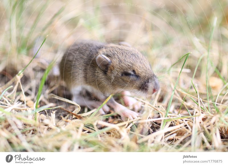 as cold as a mouse Environment Nature Animal Wild animal Mouse Baby animal Elegant Brash Free Friendliness Small Cute Speed Exterior shot Close-up Detail