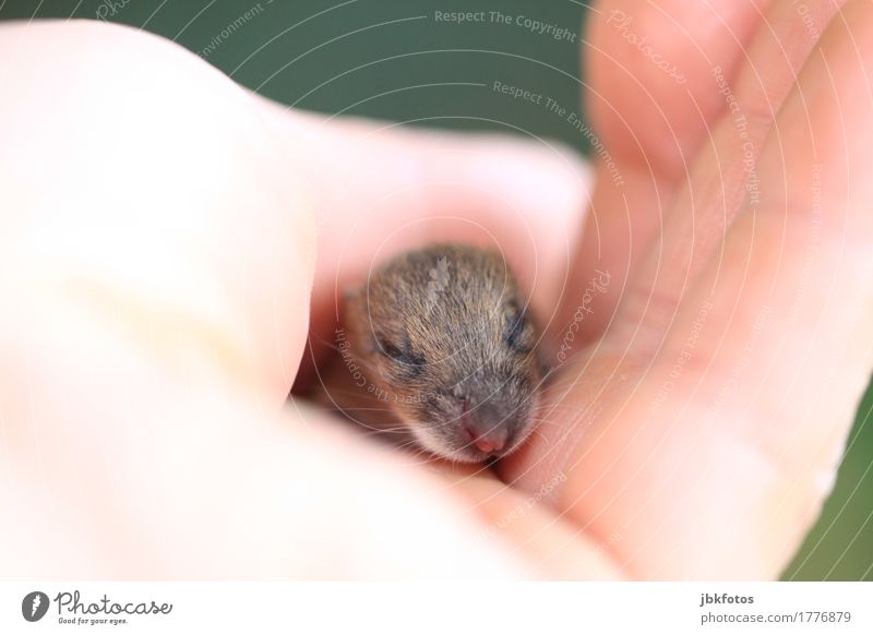 mouse rescuer Food Nutrition Environment Nature Animal Wild animal Mouse 1 Baby animal Uniqueness Hand Small Newborn Skin Blind Pelt Cat food Fate Nose