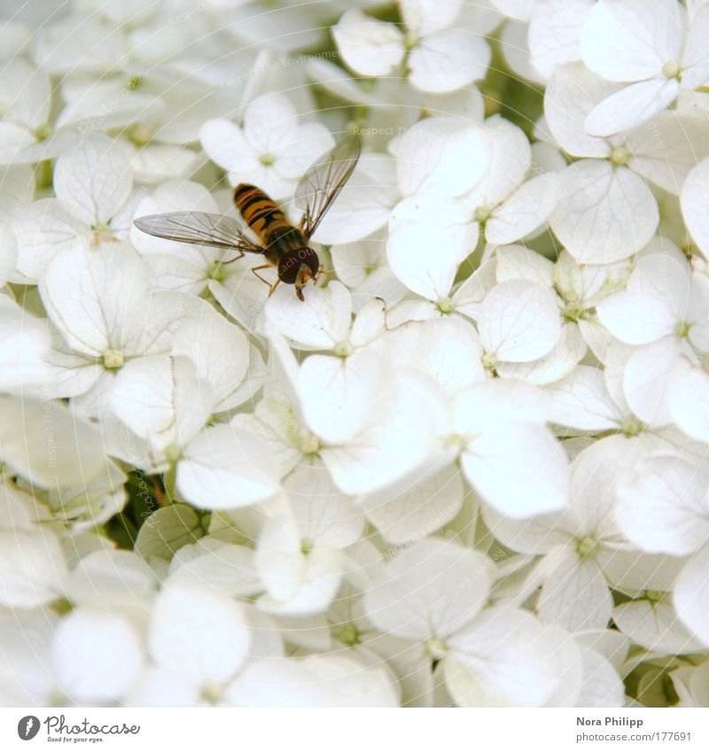 Nibbling hoverfly Colour photo Subdued colour Exterior shot Day Shallow depth of field Bird's-eye view Environment Nature Plant Spring Summer Flower Bushes