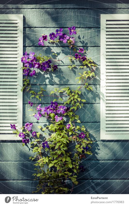flower shop Plant Leaf Blossom House (Residential Structure) Manmade structures Building Wall (barrier) Wall (building) Facade Line Stripe Blue Violet White