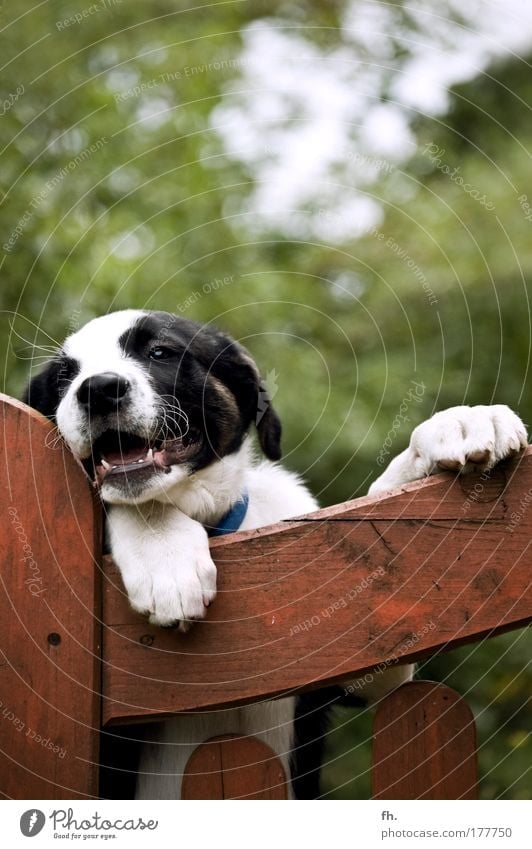 Animal affection Nature Beautiful weather Tree Garden fence Wooden fence Dog Animal face Paw Puppy 1 Observe Movement Looking Jump Stand Romp Wait Happiness