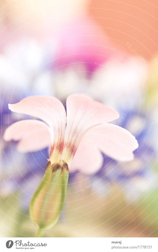 Inconspicuous Life Harmonious Well-being Plant Summer Flower Blossom Blossoming Illuminate Authentic Simple Elegant Pastel tone Delicate Colour photo