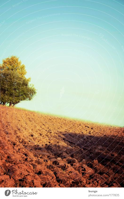 rusticus studiosus Colour photo Exterior shot Day Shadow Environment Nature Landscape Cloudless sky Horizon Beautiful weather Tree Field Esthetic Infinity Brown