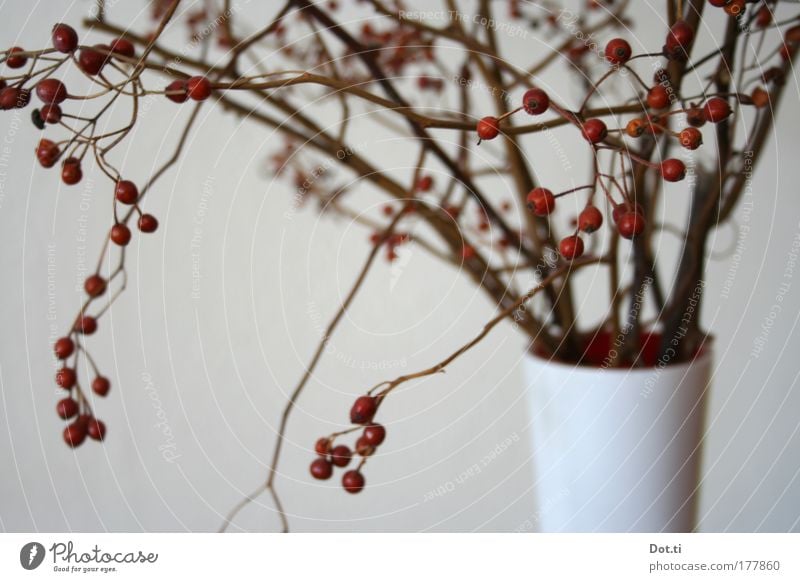 Hiffen branch Colour photo Subdued colour Interior shot Close-up Deserted Living or residing Decoration Moody Twigs and branches Berries Fruit Red Vase