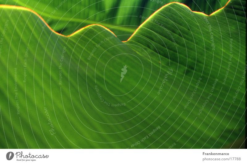 green leaf shaft Leaf Waves Green Surface