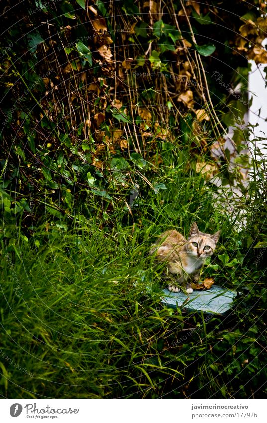 Bastet Colour photo Exterior shot Plant Grass Garden Cat Green Free-living Domestic cat Prowl Looking into the camera Observe Attentive Watchfulness Day