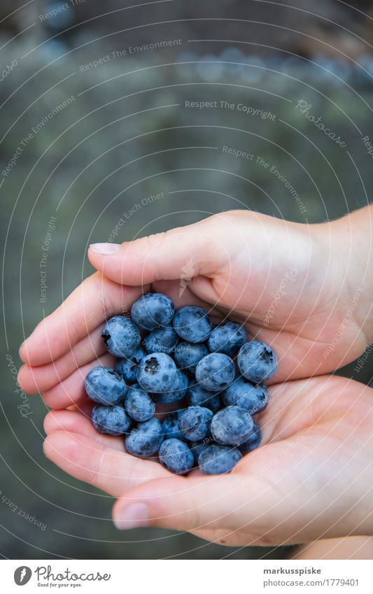 fresh blueberry harvest Food Fruit Berries Berry bushes Berry seed head Blueberry Collection Pick Harvest Nutrition Eating Picnic Organic produce